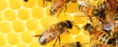 天然荆条蜜的价格,一斤通常超过40元