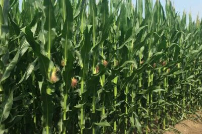 渝单58玉米种简介,播种深度0-0厘米