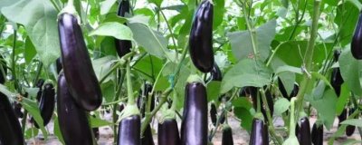 茄子中棚覆盖栽培的技术要点,生产上多采用大小行定植