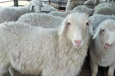 小尾寒羊适养地区，全国各地均可养殖