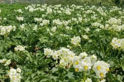 土豆只长秧不结薯怎么办,首先选择脱毒、极早熟或早熟的优良品种