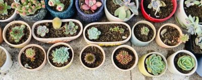 怎么养多肉植物才能更加美观，嫁接时选择适宜的砧木可提高观赏性