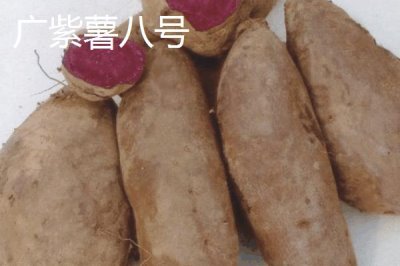 紫薯有哪些品种,以下10种产量高抗病能力强