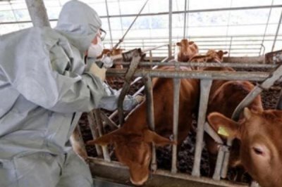 牛的繁殖方法,可进行人工或自然配种