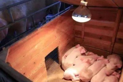 小猪出生多久不用保温箱,出生30天后可正常饲养