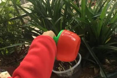 石蒜的浇水方法，春季每隔3-5天浇一次