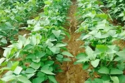 黑豆的生长要求，对土壤要求不高但需要较多水分