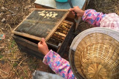 中华蜜蜂怎么养殖,温度较高时要在蜂箱四周洒水降温
