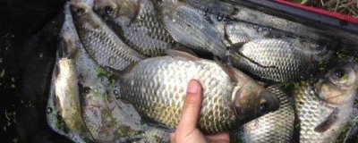 钓鲫鱼最快的钓法，钓鲫鱼简单但速钓却不简单