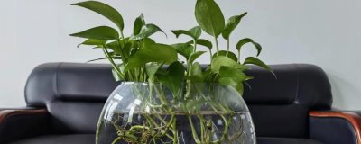 水培植物越冬技巧,尽可能在阳光下摆放