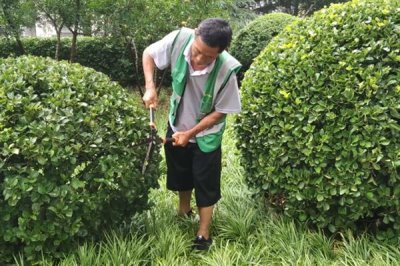 冬青树的价格，会受到规格、品种、市场等条件的影响