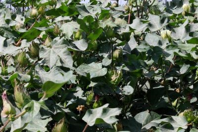 棉花受到药害怎么补救,可通过喷洒清水稀释农药