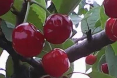 大樱桃常见品种,红灯、美早、早红宝石等品种较常见