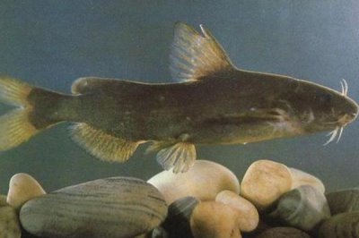 长吻鮠的价格,价格一般12-20元一斤