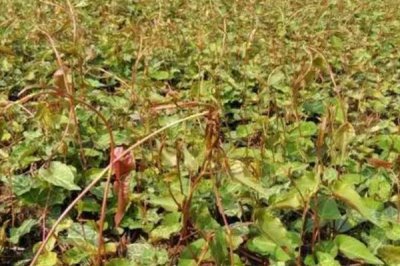 何首乌的繁殖方法,可种子、扦插和分株繁殖