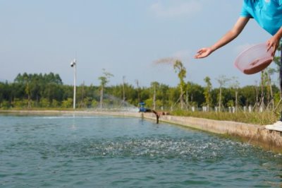 养殖草鱼的要求，水质的酸碱值要保持在7.5-8.5