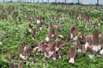 羊肚菌的种植注意事项,需要确保有适当的散射光线