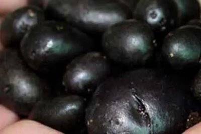 马铃薯的品种介绍,有不同颜色的