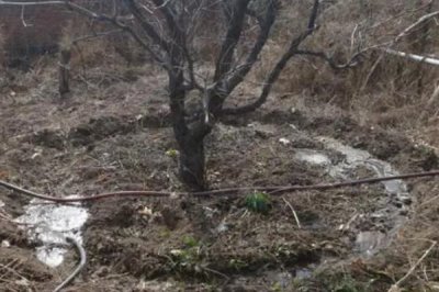 枣树怎么施肥,应根据生长时期确定肥料类型