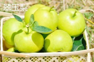 香梨的品种,不同品种的成熟时间不同