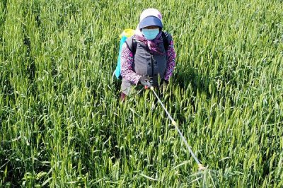 茎叶处理除草剂怎么使用,主要在杂草3-5叶期兑水喷雾