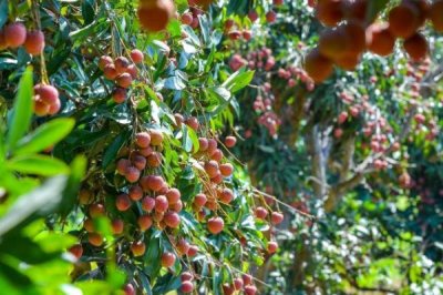 如何提高荔枝的产量,确保大部分花朵能进行授粉