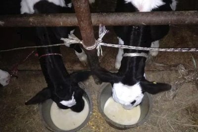 牛犊三个月能长多大,体重大约在170斤左右