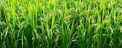 庆林969水稻种子介绍，4月中旬播种
