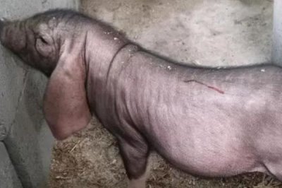 小母猪阉后有什么作用,阉后食欲会增加