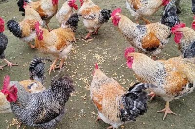 散养土鸡成本,饲养一只土鸡纯利在10元-20元