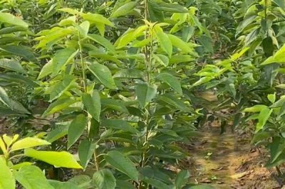 樱桃苗木的价格,因苗龄、产地、品种等条件而异