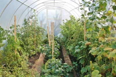 多菌灵可以治黑腐病吗，多菌灵可以治黑腐病