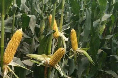 长城328玉米种子特点，高抗茎腐病