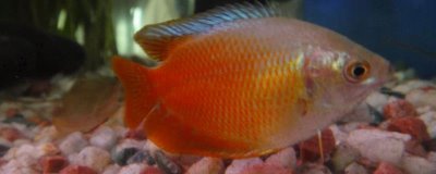 丽丽鱼吃什么食物,可以用活饵喂