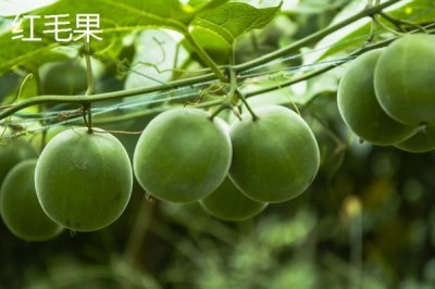 罗汉果的种植前景,加工品在市场上供不应求前景可观