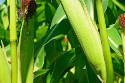 荃科932玉米品种简介,中抗灰斑病