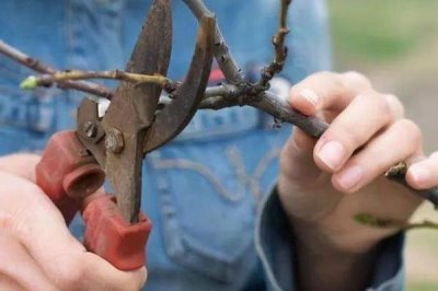 梨树休眠期管理办法,进行冬剪整形的最适宜时间段