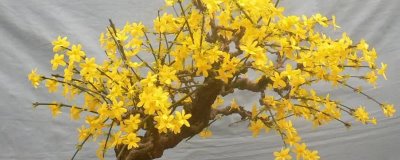 怎么防治迎春花的病害,需根据实际病情采取对应措施