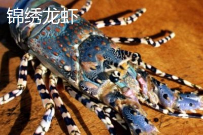 中国龙虾和锦绣龙虾的区别,从体型方面就能区分两者