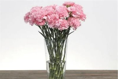 怎么让水养康乃馨花苞开花，要经常换水