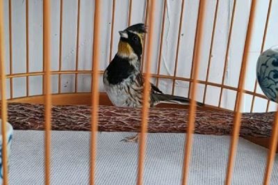 虎头凤喜欢吃什么饲料,以植物种子为主