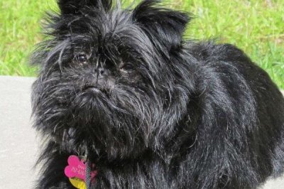 最好养的10种小型犬,包括泰迪犬、西施犬、柯基犬等品种