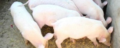 猪的寿命,家猪平均寿命为20年