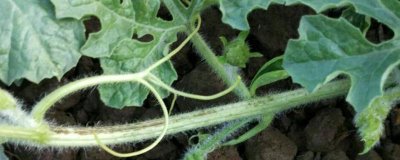 瓜类作物茎基部频繁开裂的原因,过量使用氮肥会降低表皮韧性、导致茎秆开裂