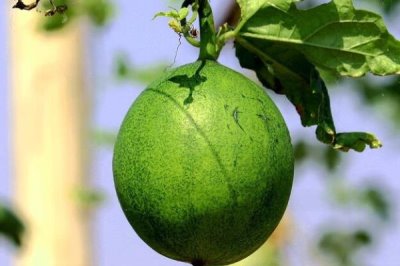 种植瓜蒌的前景,目前来看市场需求较大