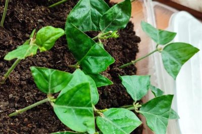 茉莉枝条怎么扦插，斜切枝条再插入土壤中可增加吸水面积