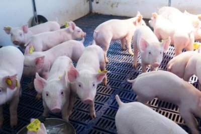 怎么防治猪的相关疾病,需定期接种疫苗、做好猪舍的消毒工作