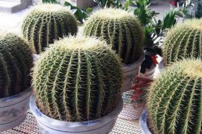 仙人球的养殖方法,切取后的插穗晾上5-7天再扦插