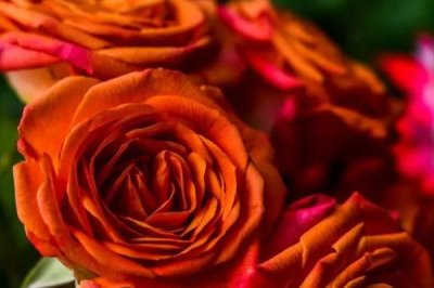 橙色玫瑰的花语，寓意着温暖温馨、羞涩神秘、追求爱情