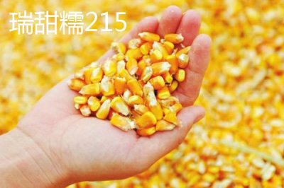 什么品种的甜糯玉米种子好,因地制宜